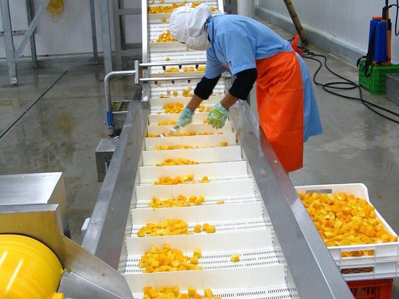 Convoyeur industriel pour fruits et légumes